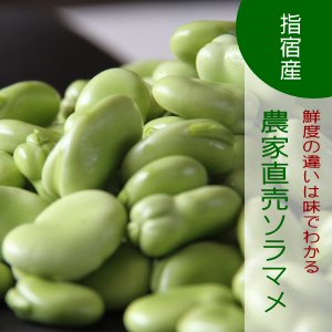 画像: ソラマメってこんなに甘いんだ〜♪不揃いの2ｋｇ　